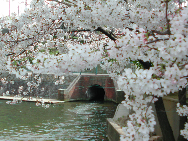 (9)桜の中の築留二番樋